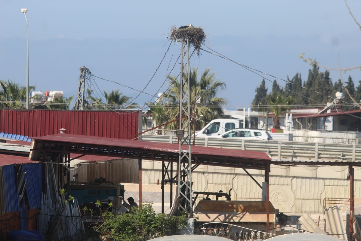 Kuşadası’nda 40 yıl sonra leylek sevinci
Kuşadası’nda 40 yıl sonra leylek sevinci