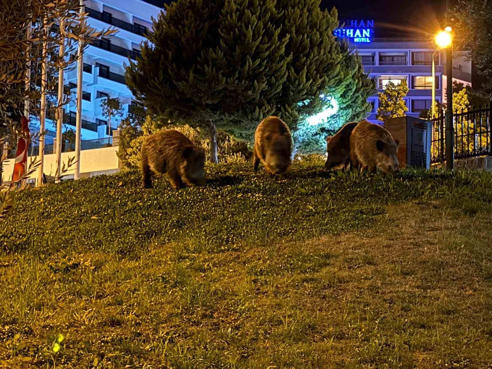 Kuşadası’nda domuzlar şehri mesken tuttu
