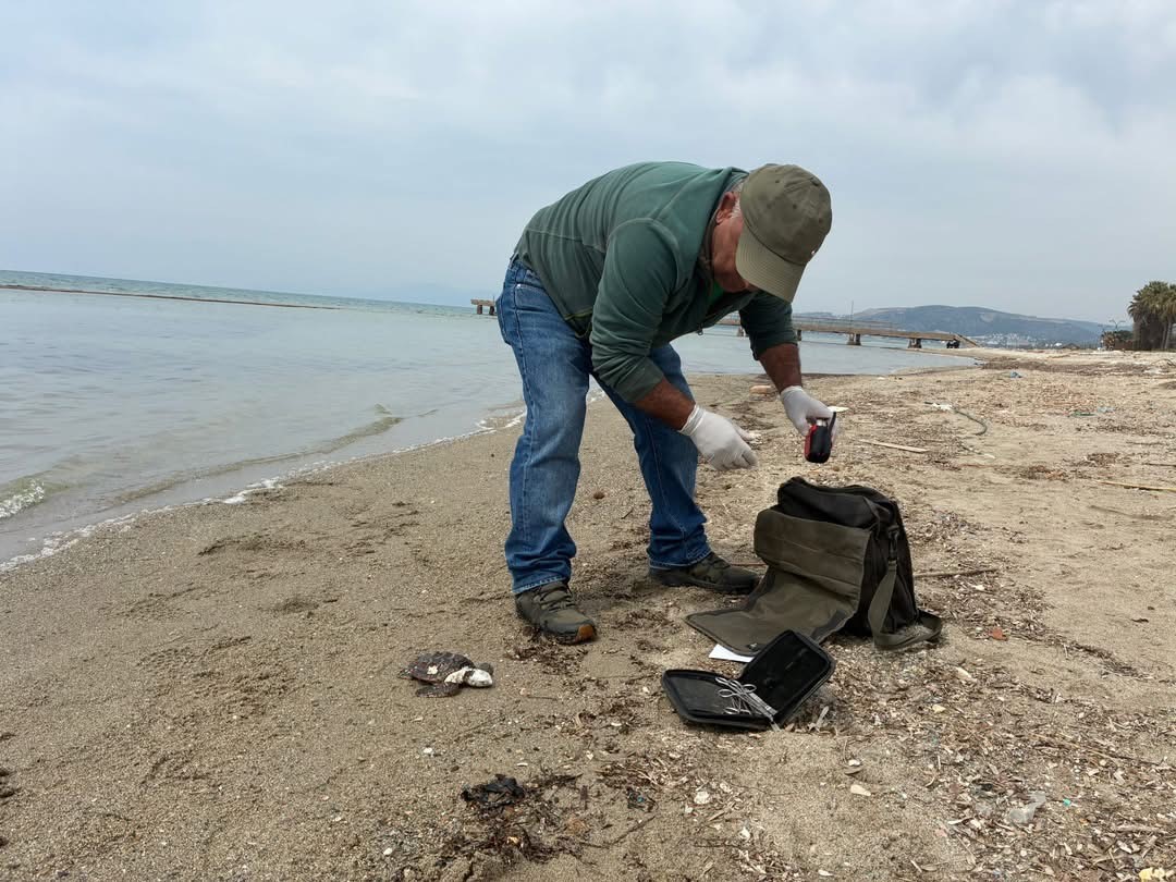 Kuşadası’nda iki deniz kaplumbağası ölü bulundu
