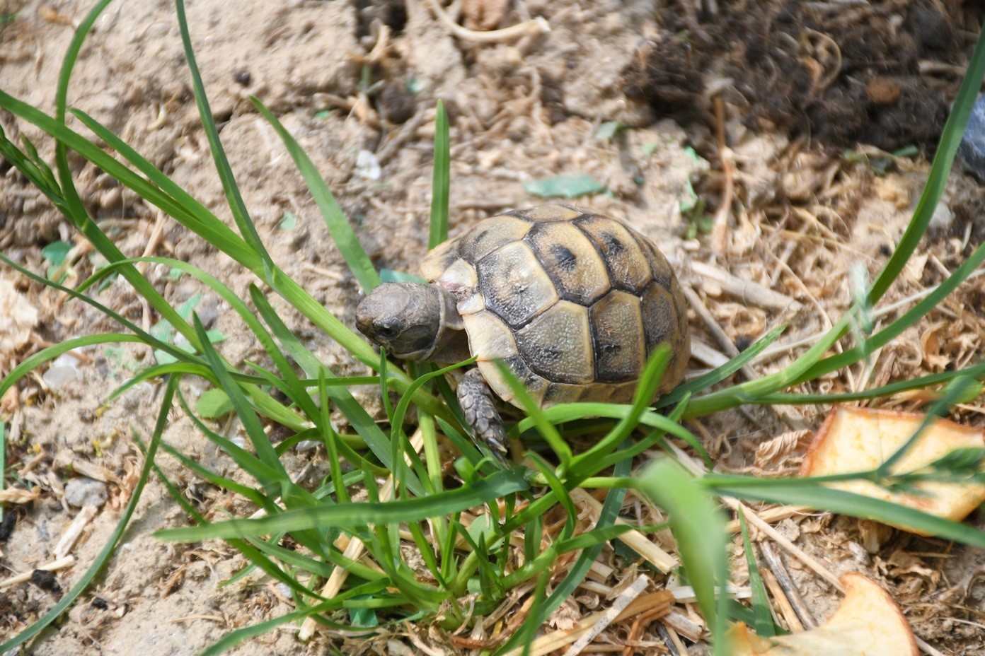 Kuşadası’nda kaplumbağalar için özel yaşam alanı oluşturuldu
Kuşadası’nda kaplumbağalar için özel yaşam alanı oluşturuldu