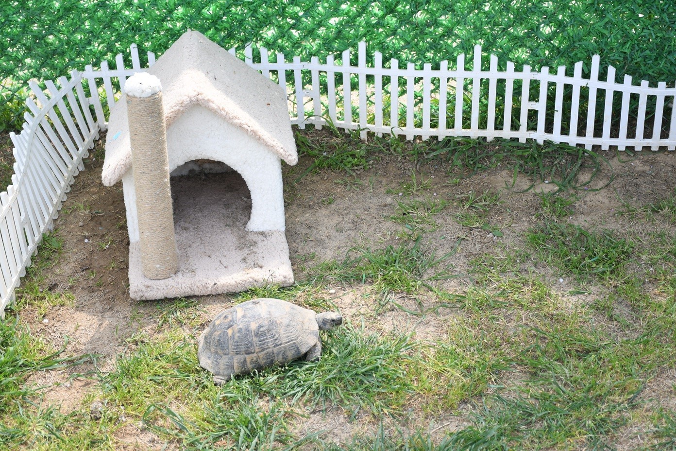 Kuşadası’nda kaplumbağalar için özel yaşam alanı oluşturuldu
Kuşadası’nda kaplumbağalar için özel yaşam alanı oluşturuldu