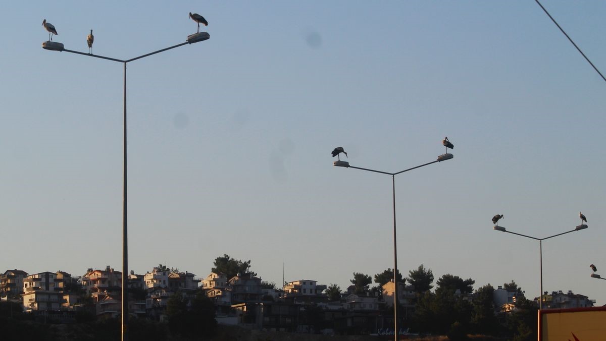 Kuşadası’nda leylekler geri döndü
