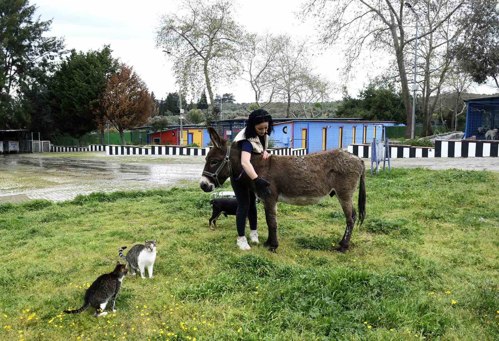 Kuşadası’ndan saplandığı çamurdan kurtarılan eşek koruma altına alındı
