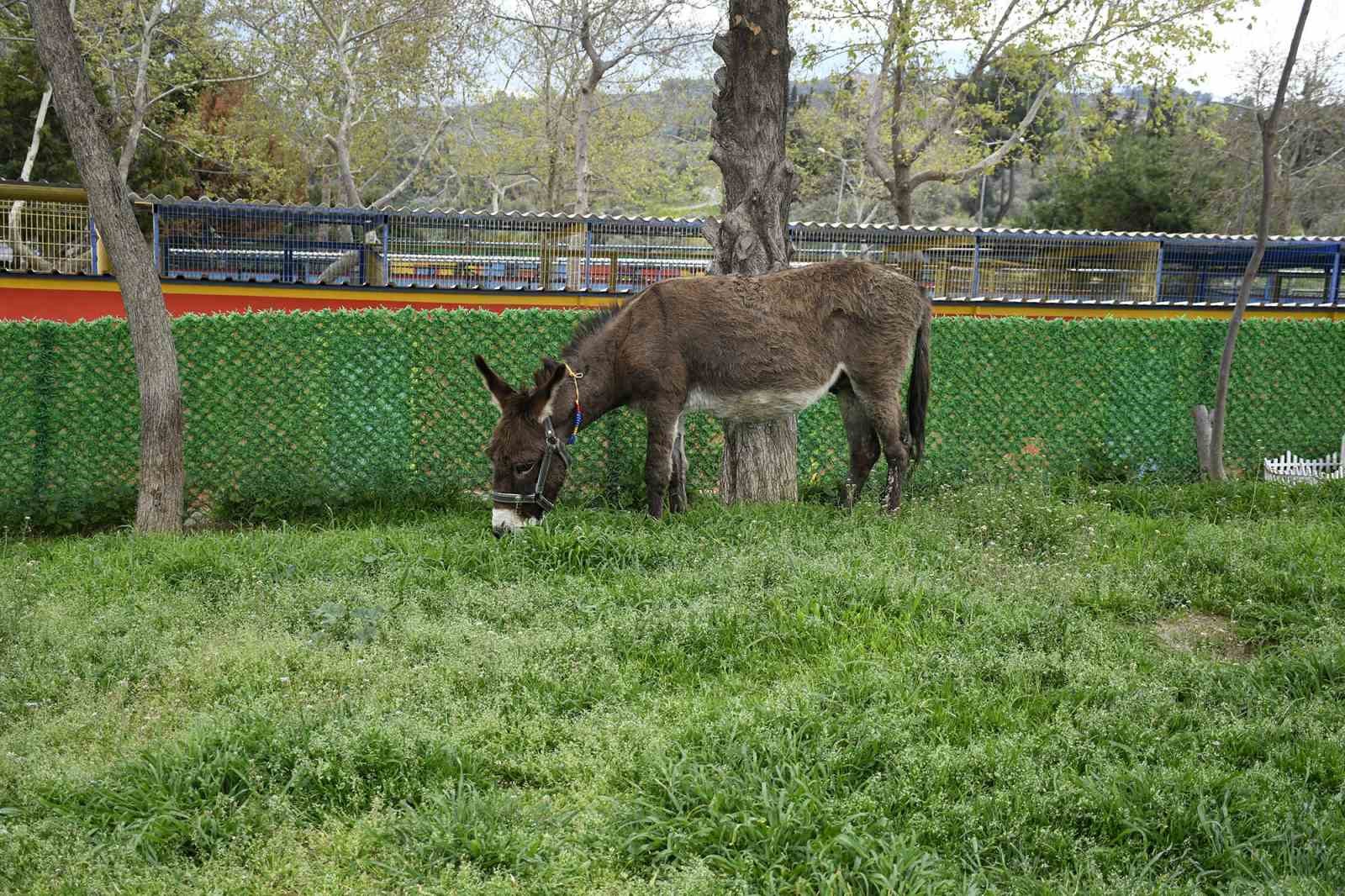 Kuşadası’ndan saplandığı çamurdan kurtarılan eşek koruma altına alındı
