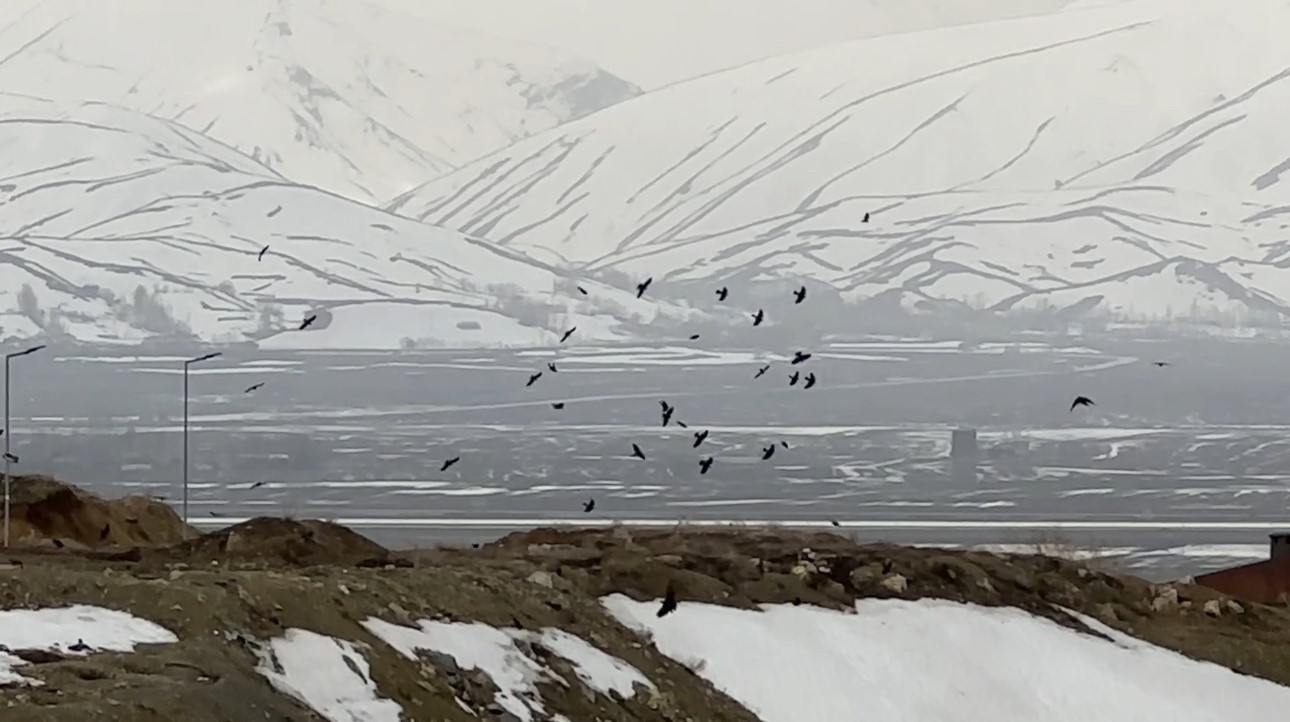Kuşların rüzgarla dansı: Havada zor kalabildiler
