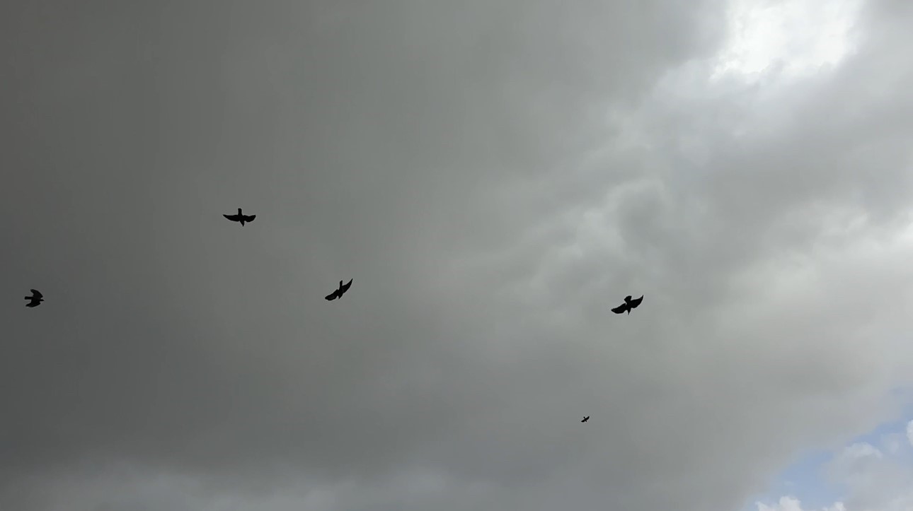 Kuşların rüzgarla dansı: Havada zor kalabildiler
