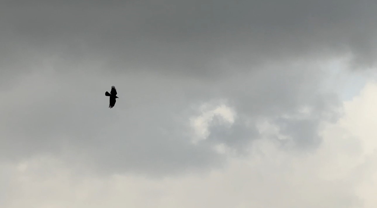 Kuşların rüzgarla dansı: Havada zor kalabildiler
