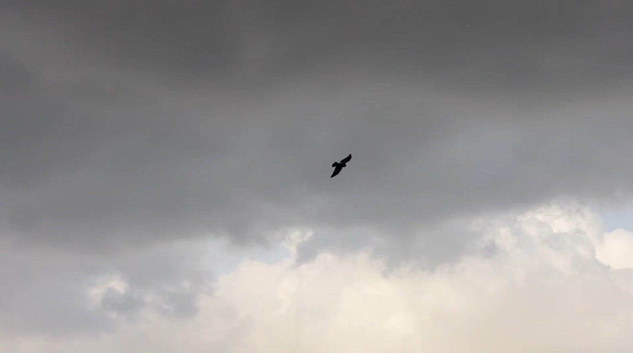 Kuşların rüzgarla dansı: Havada zor kalabildiler
