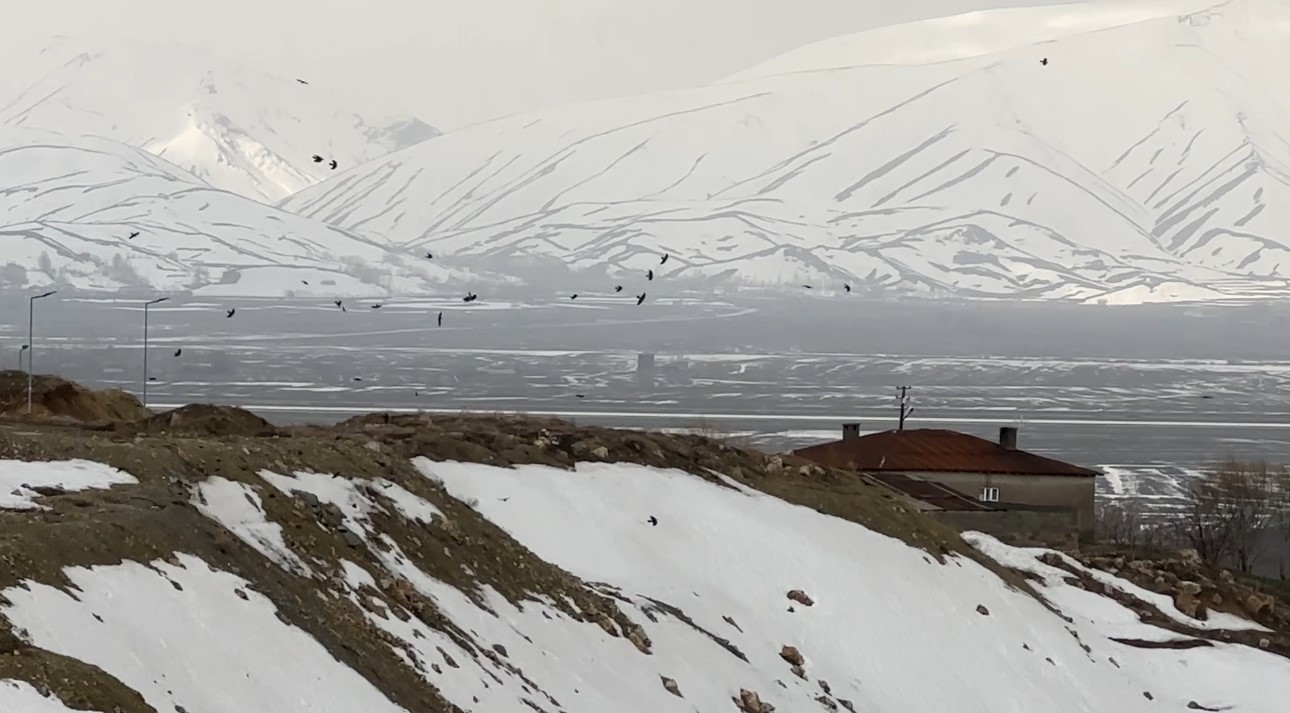 Kuşların rüzgarla dansı: Havada zor kalabildiler
