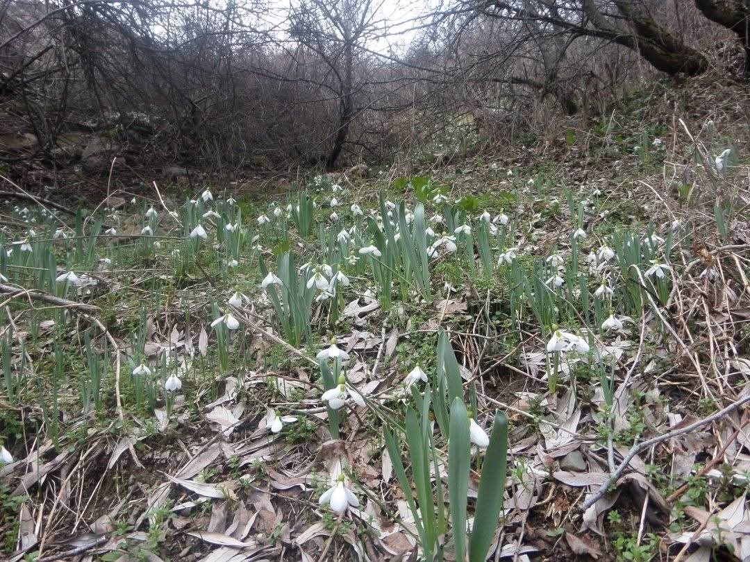 Kütahya Murat Dağı’nda kardelen koparmanın cezası 699 bin 245 TL
