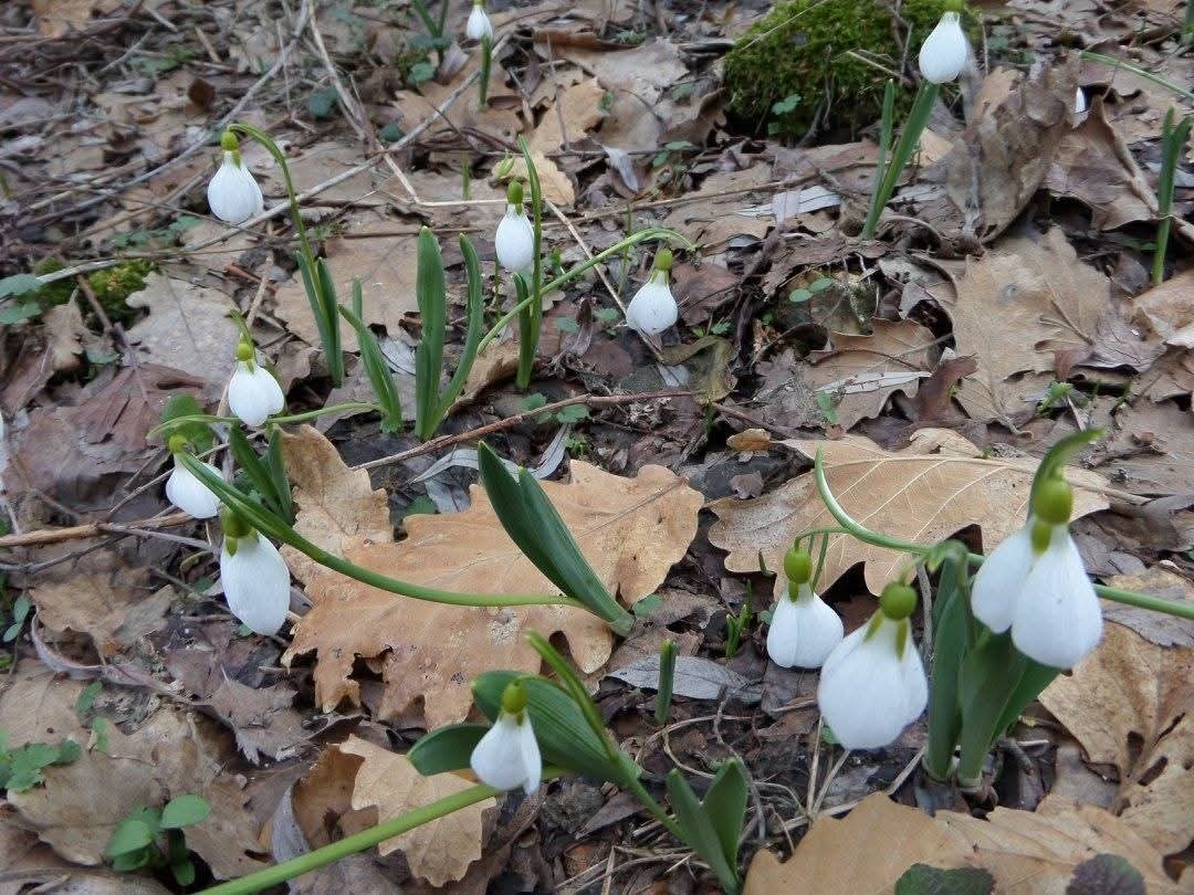 Kütahya Murat Dağı’nda kardelen koparmanın cezası 699 bin 245 TL
