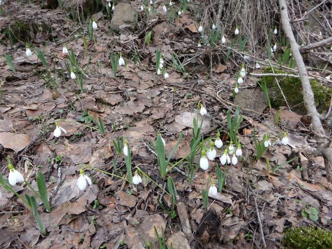 Kütahya Murat Dağı’nda kardelen koparmanın cezası 699 bin 245 TL

