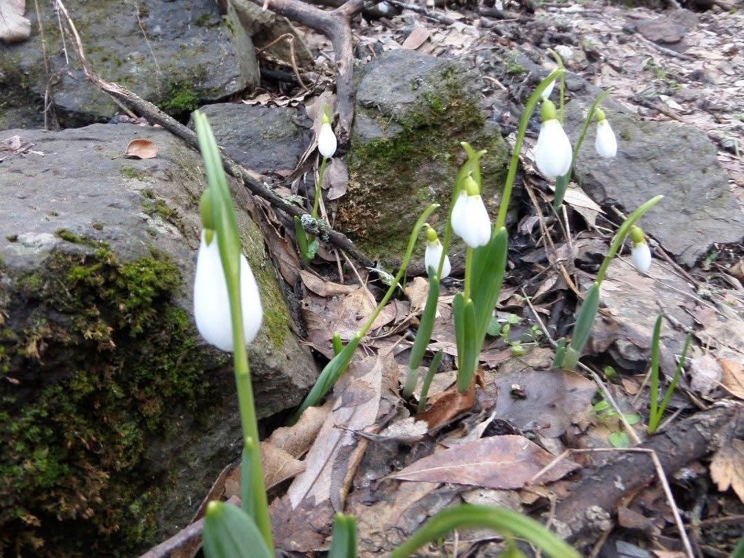 Kütahya Murat Dağı’nda kardelen koparmanın cezası 699 bin 245 TL
