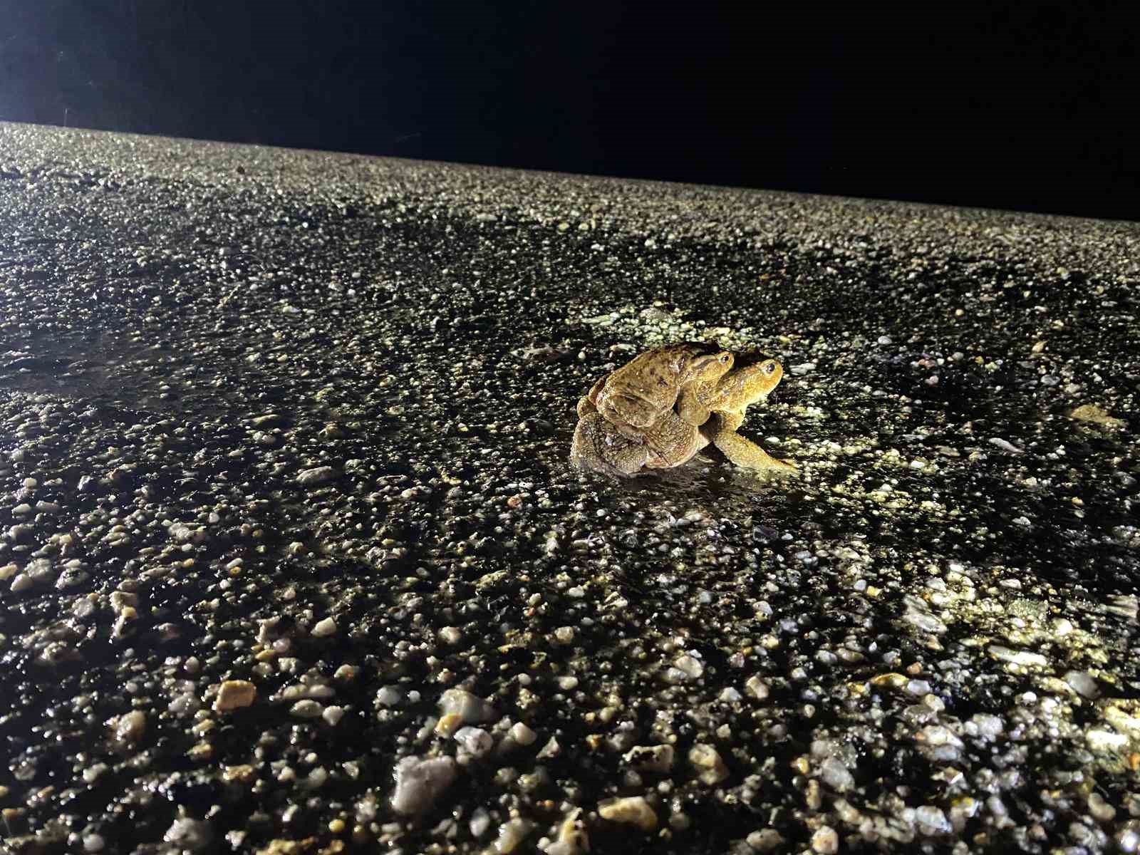 Kütahya’da 5 bin yıllık göç yeniden başladı
Kütahya’da 5 bin yıllık göç yeniden başladı