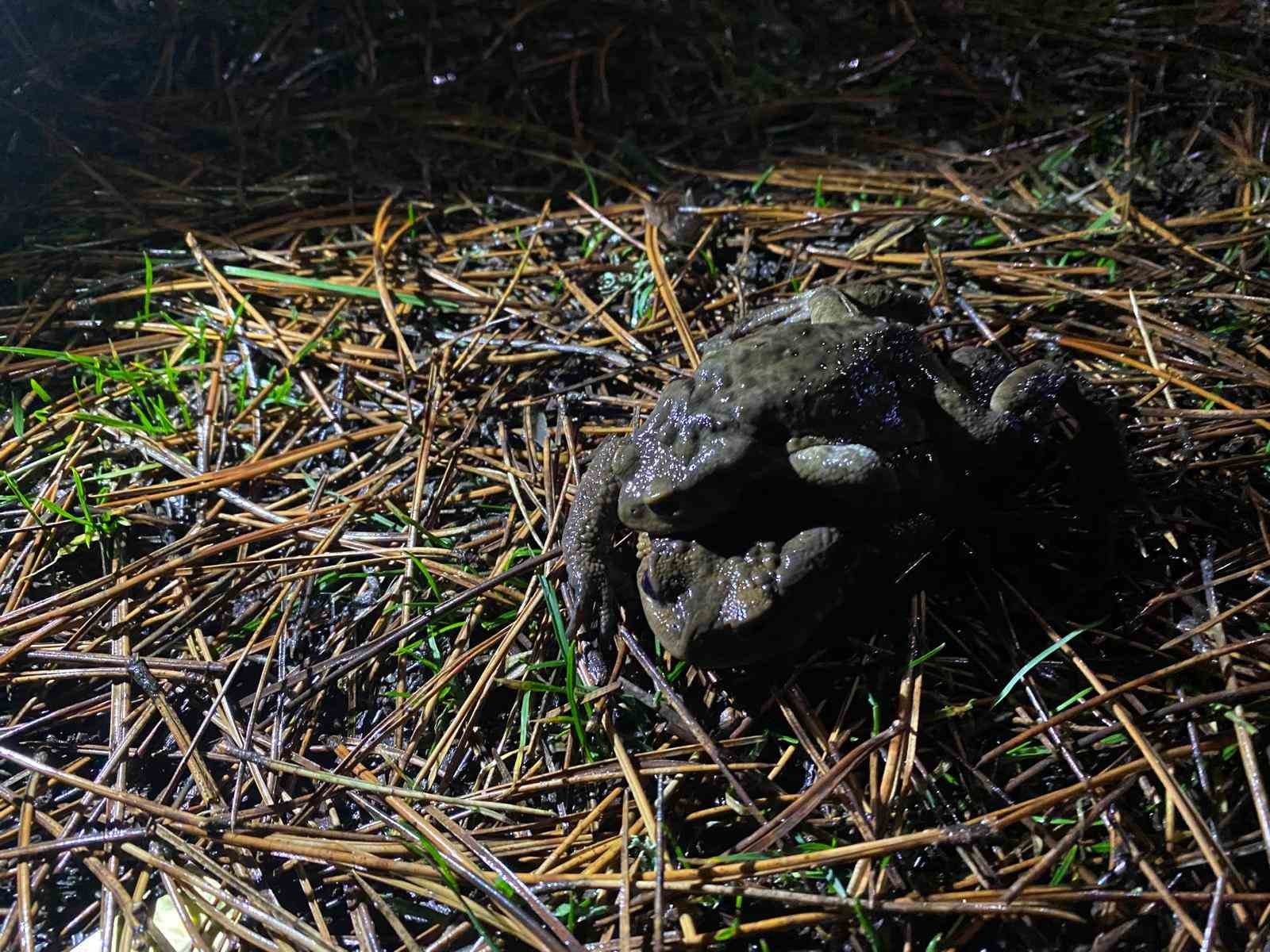 Kütahya’da 5 bin yıllık göç yeniden başladı
Kütahya’da 5 bin yıllık göç yeniden başladı