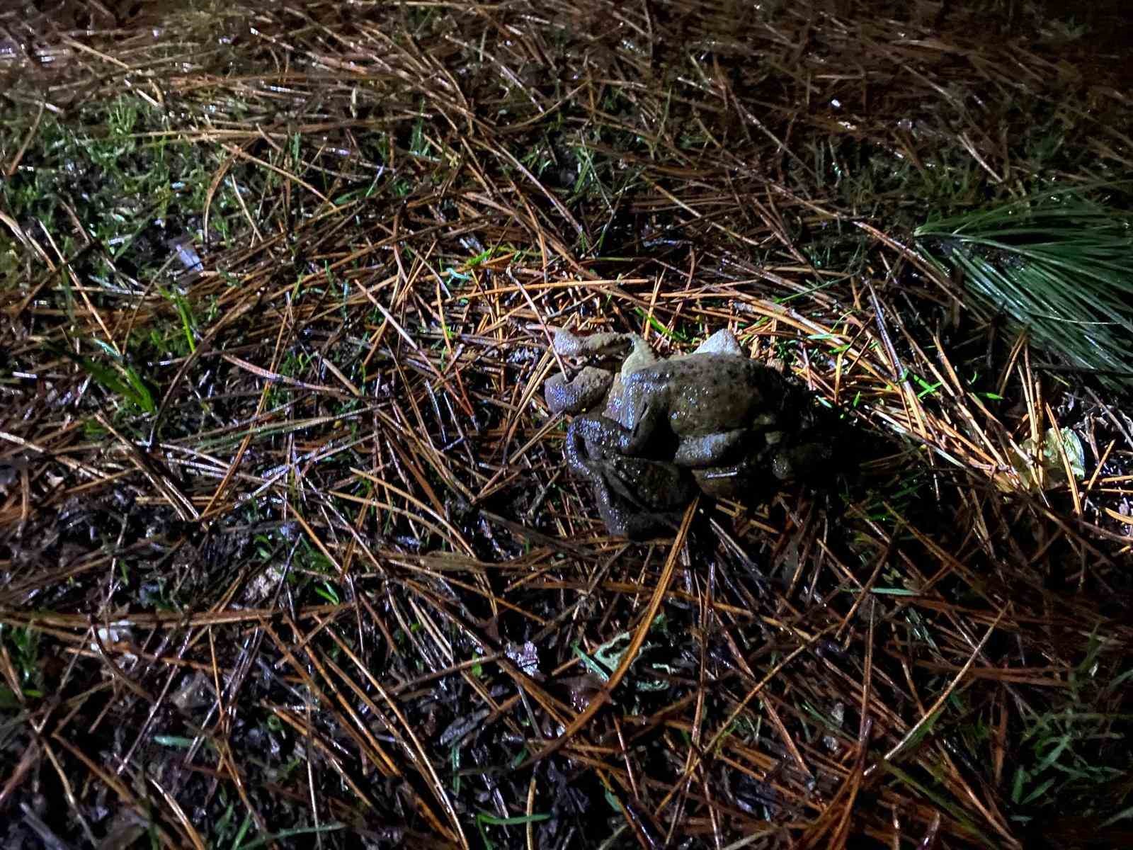 Kütahya’da 5 bin yıllık göç yeniden başladı
Kütahya’da 5 bin yıllık göç yeniden başladı