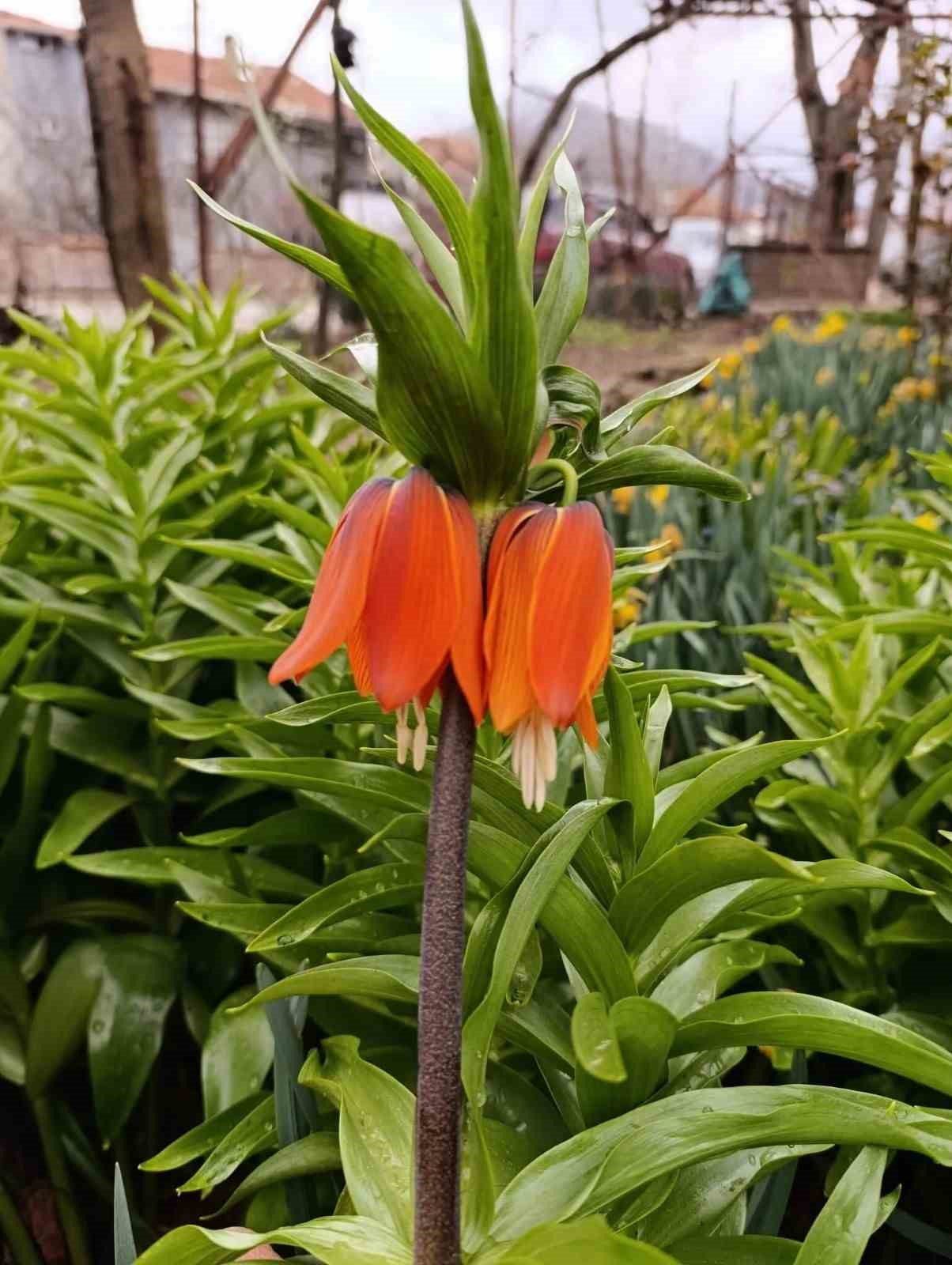 Kütahya’da "Ağlayan Gelin" güzelliği
