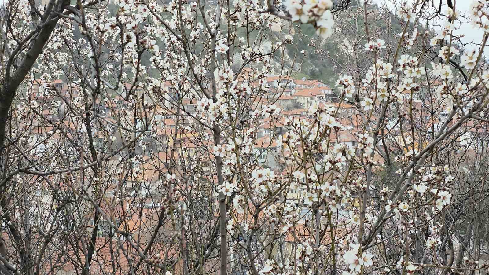 Kütahya’da badem ağaçları çiçek açtı
