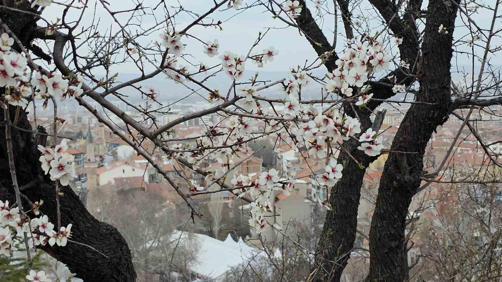 Kütahya’da badem ağaçları çiçek açtı
