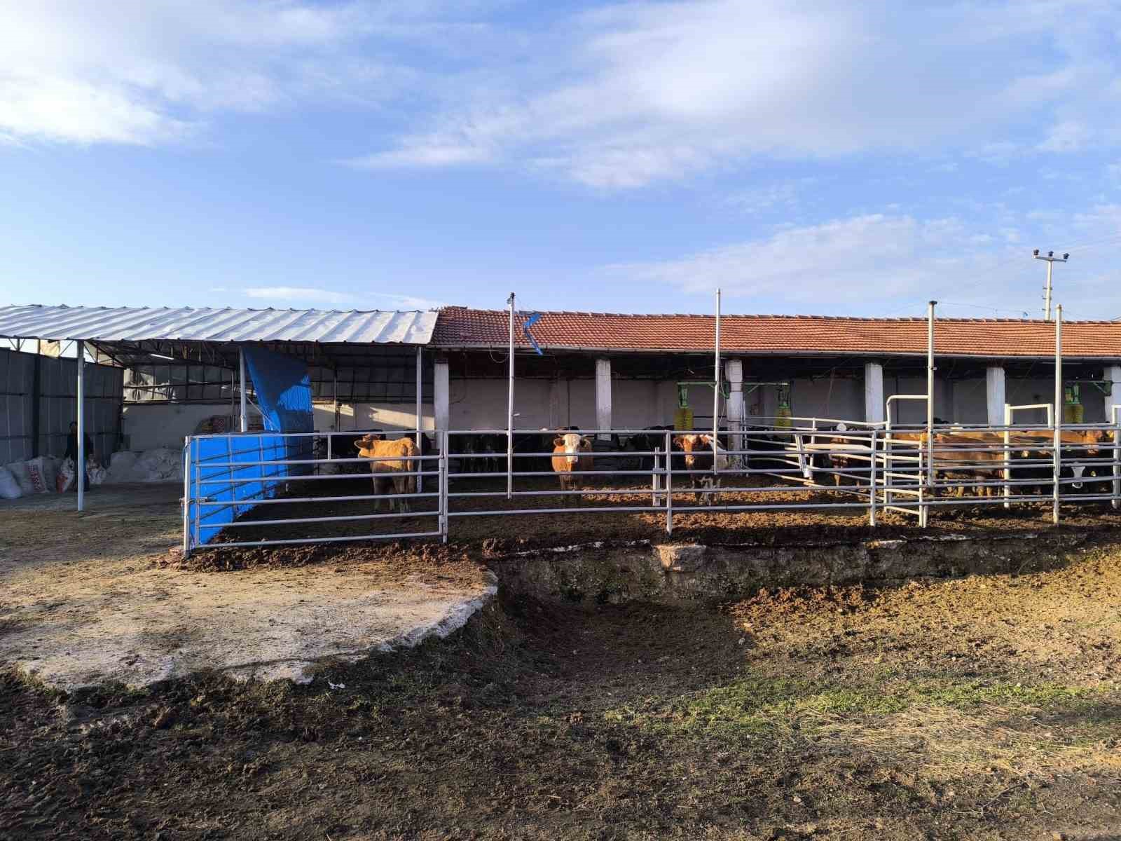 Kütahya’da hayvancılık işletmelerine yönelik kapasite tespiti sürüyor
