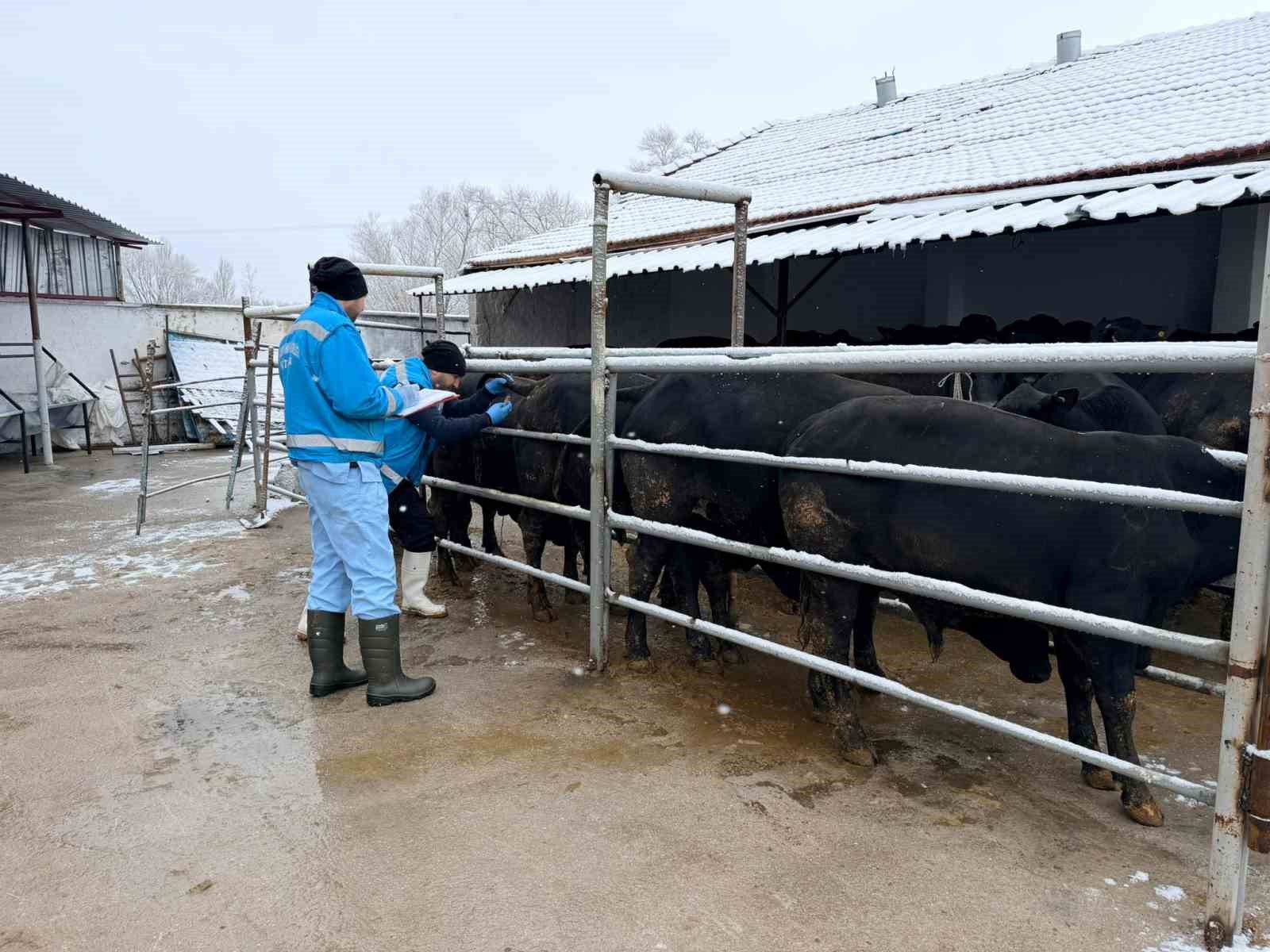 Kütahya’da ithal besilik erkek sığırlar için millileştirme çalışmaları sürüyor
