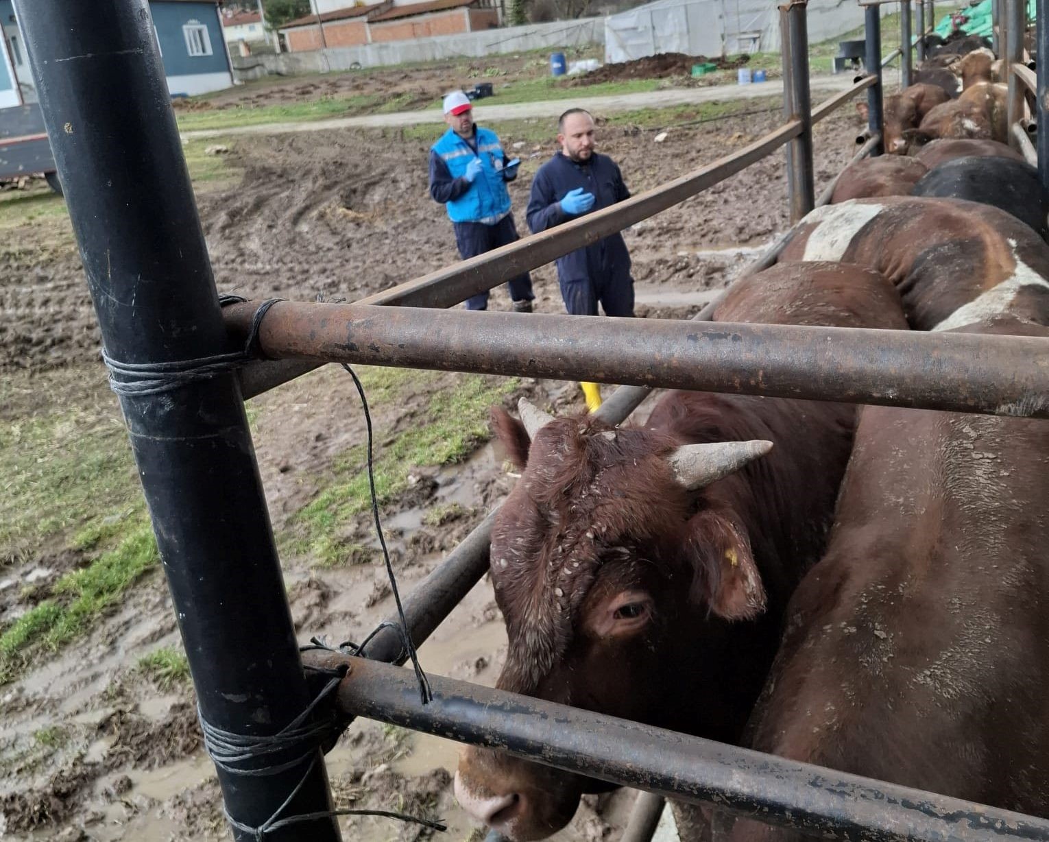 Kütahya’da ithal besilik sığırların aşılama ve sağlık kontrolleri yapıldı
