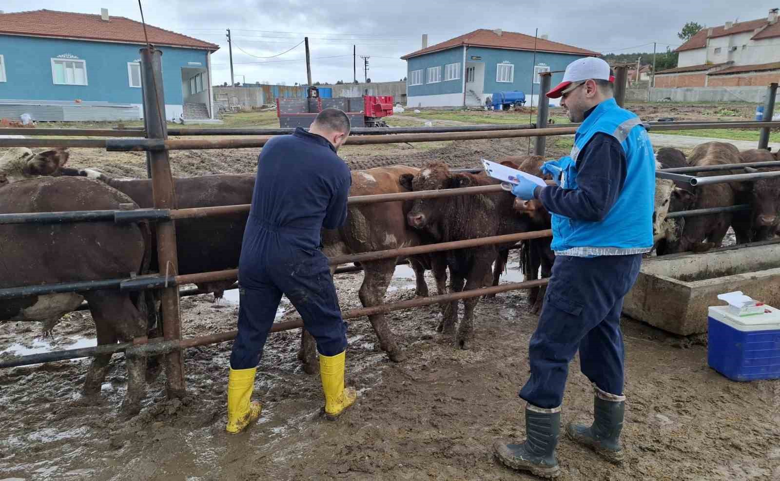 Kütahya’da ithal besilik sığırların aşılama ve sağlık kontrolleri yapıldı
