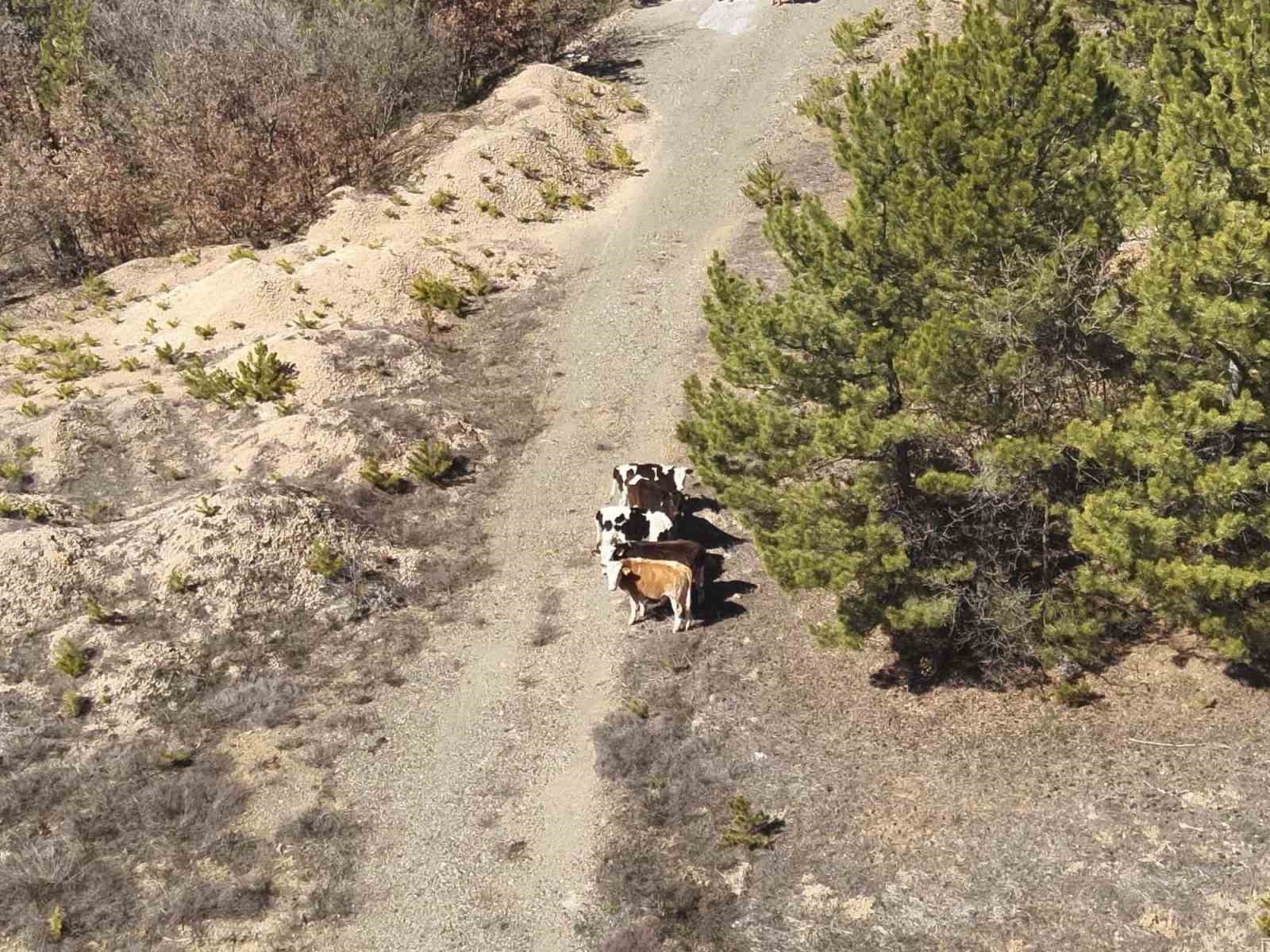 Kütahya’da kaybolan hayvanları jandarma dronla buldu
