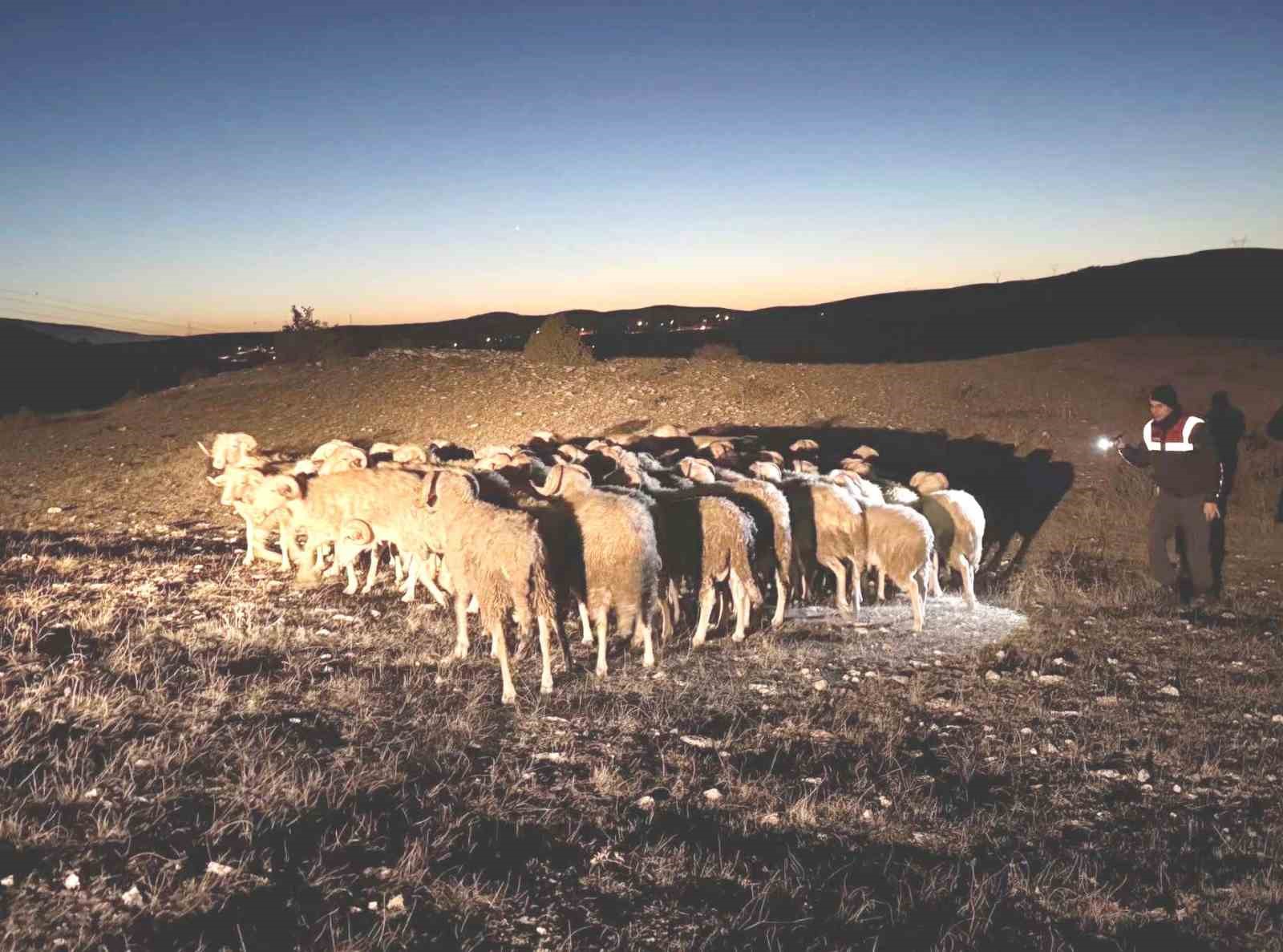 Kütahya’da kaybolan hayvanları jandarma dronla buldu
