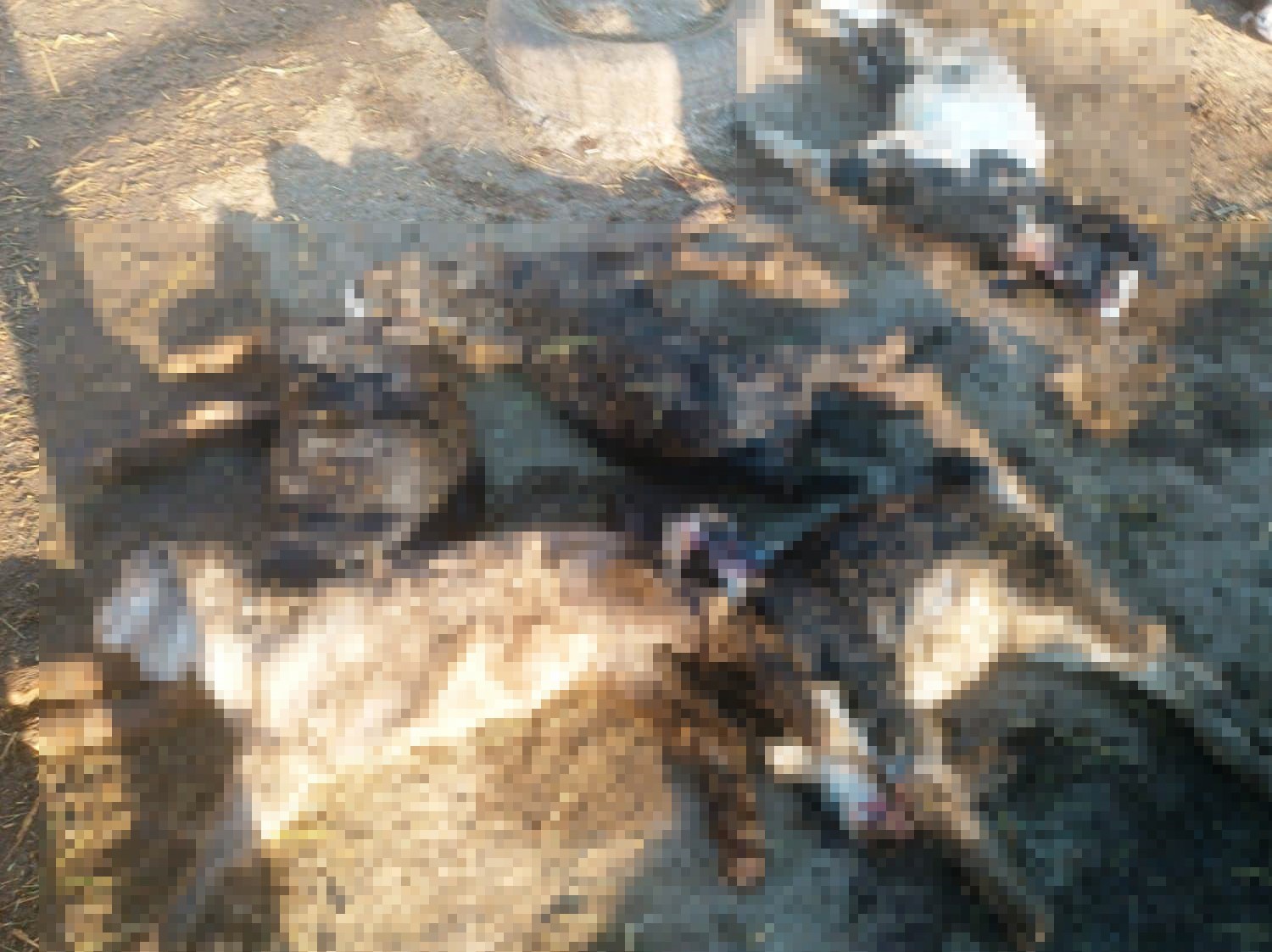 Kütahya’da kurtlar girdikleri ağılda 25 küçükbaş hayvanı telef etti
