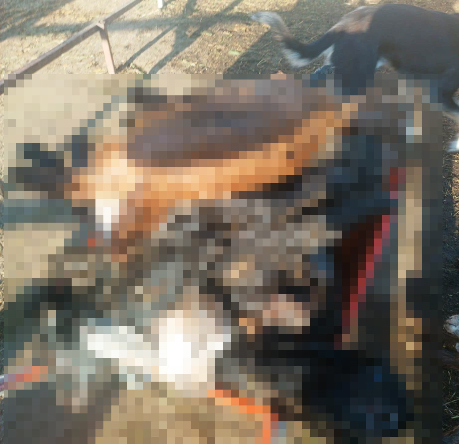 Kütahya’da kurtlar girdikleri ağılda 25 küçükbaş hayvanı telef etti
