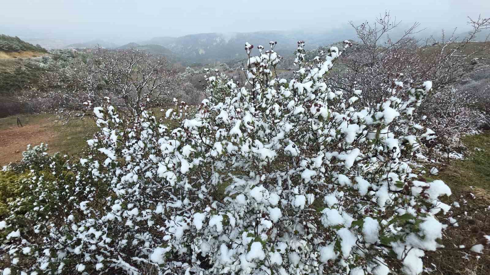 Kütahya’da nisan karı üreticileri endişelendirdi
