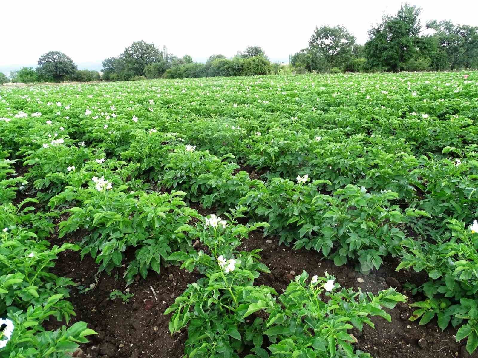 Kütahya’da patates üreticilerine ’Bitki Pasaportu’ uyarısı
