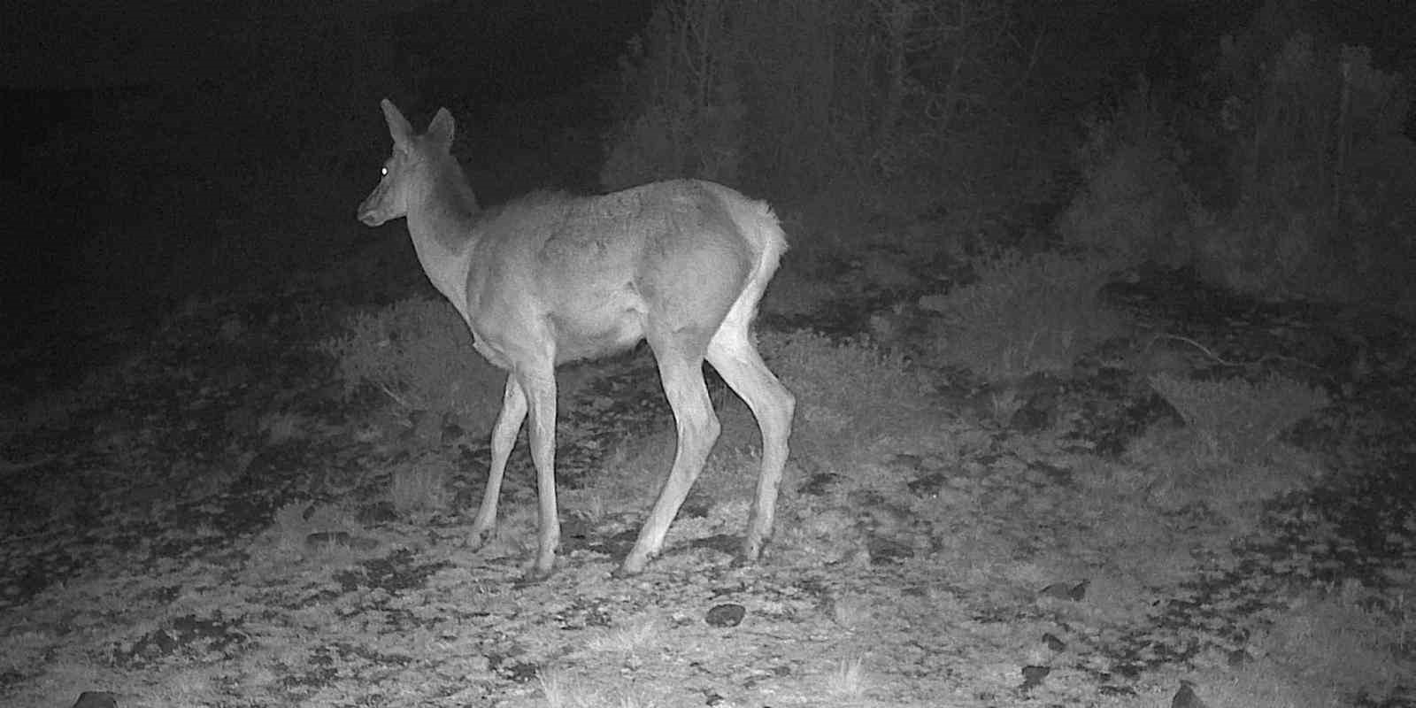 Kütahya’da yaban hayatı fotokapana takıldı
