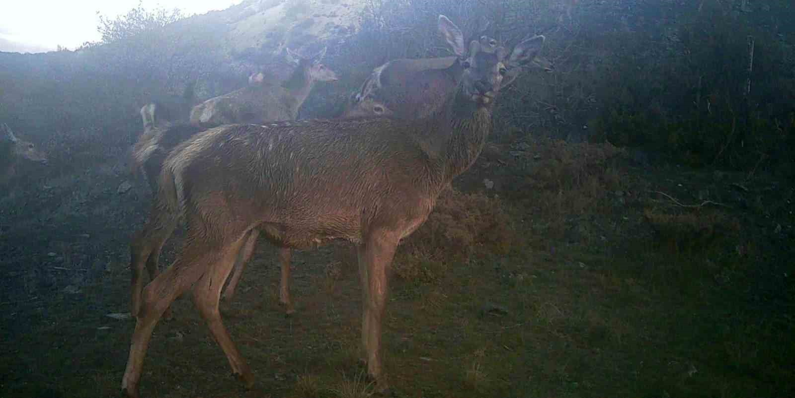Kütahya’da yaban hayatı fotokapana takıldı
