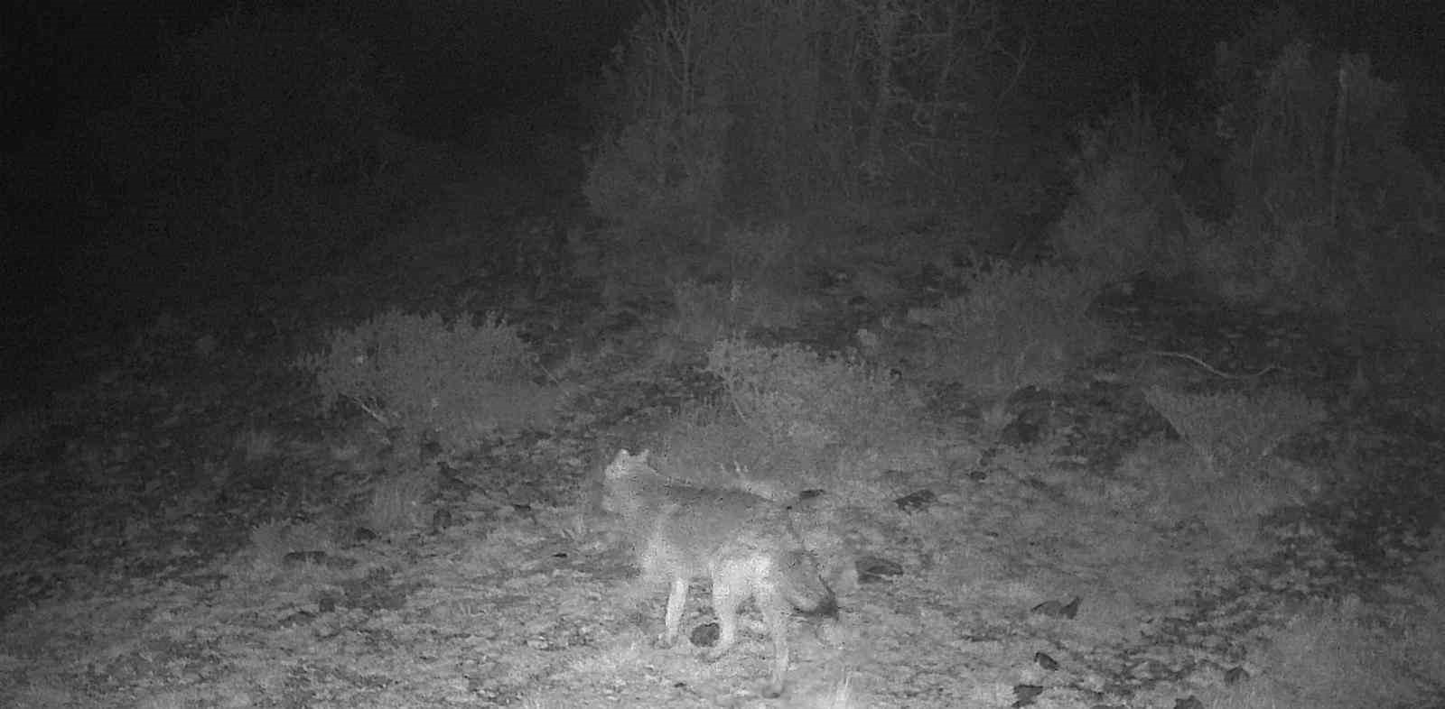 Kütahya’da yaban hayatı fotokapana takıldı
