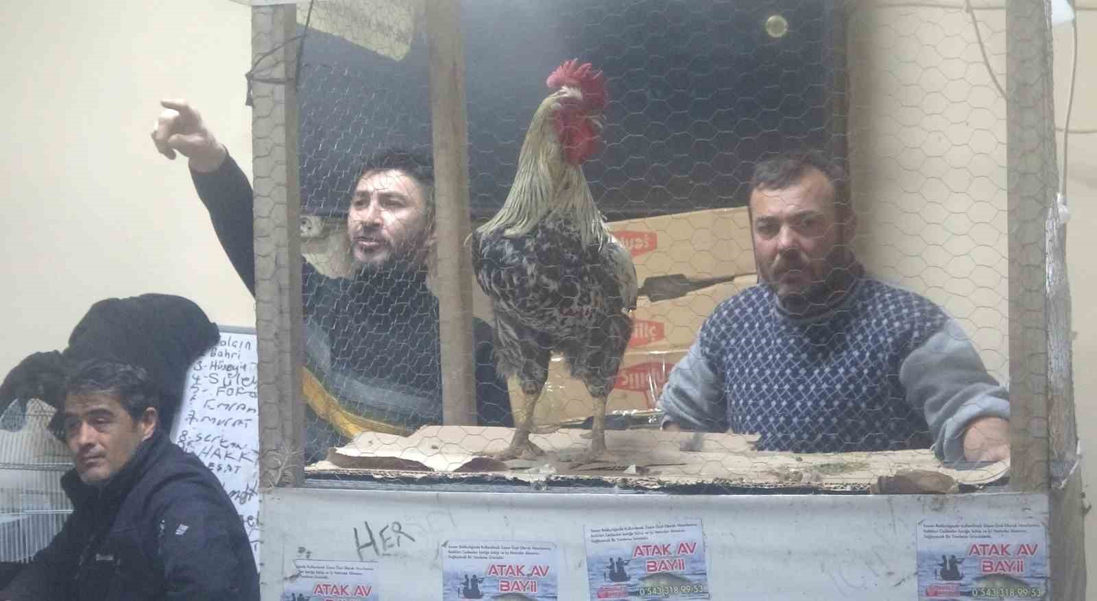 Kütahya’daki süs tavukları açık artırmayla satıldı
