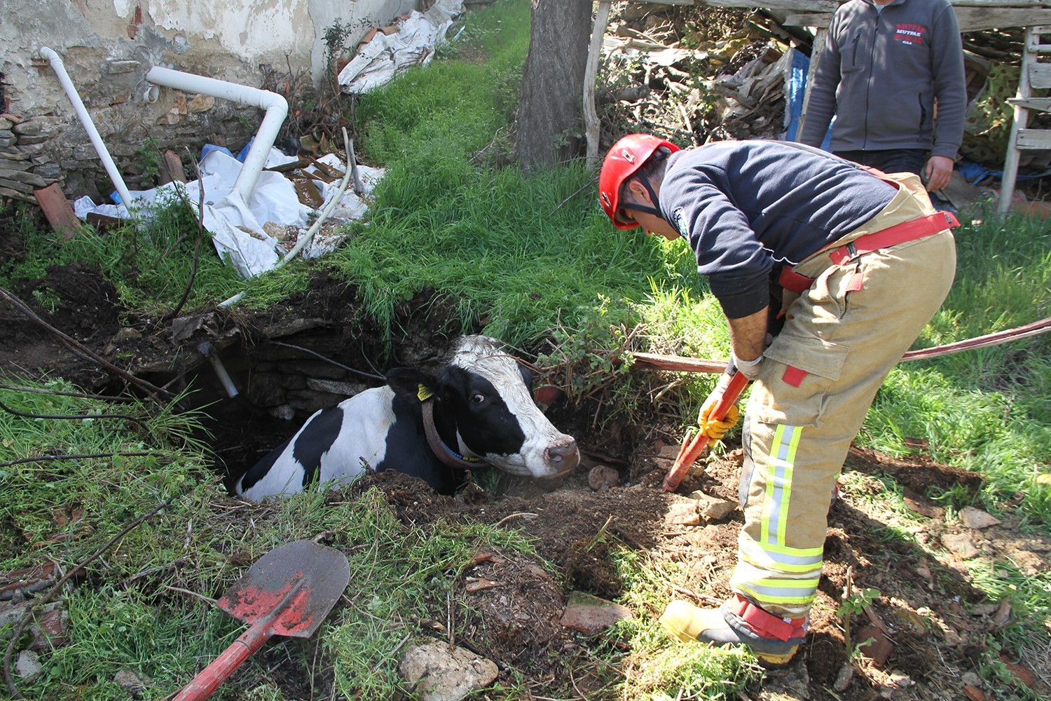Kuyuya düşen 7 aylık gebe inek kurtarıldı
Kuyuya düşen 7 aylık gebe inek kurtarıldı