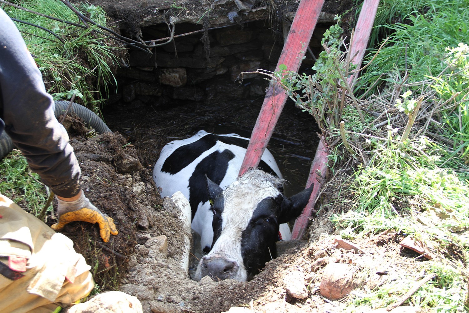 Kuyuya düşen 7 aylık gebe inek kurtarıldı
Kuyuya düşen 7 aylık gebe inek kurtarıldı