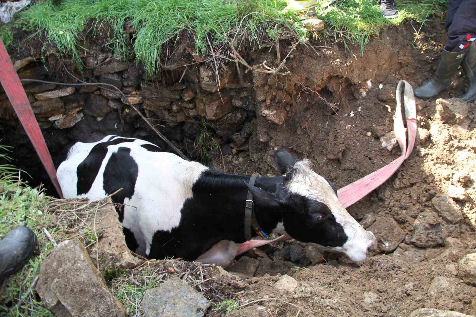 Kuyuya düşen 7 aylık gebe inek kurtarıldı
Kuyuya düşen 7 aylık gebe inek kurtarıldı