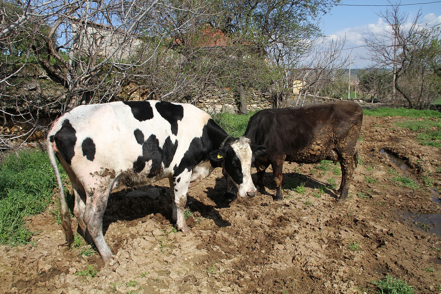 Kuyuya düşen 7 aylık gebe inek kurtarıldı
Kuyuya düşen 7 aylık gebe inek kurtarıldı
