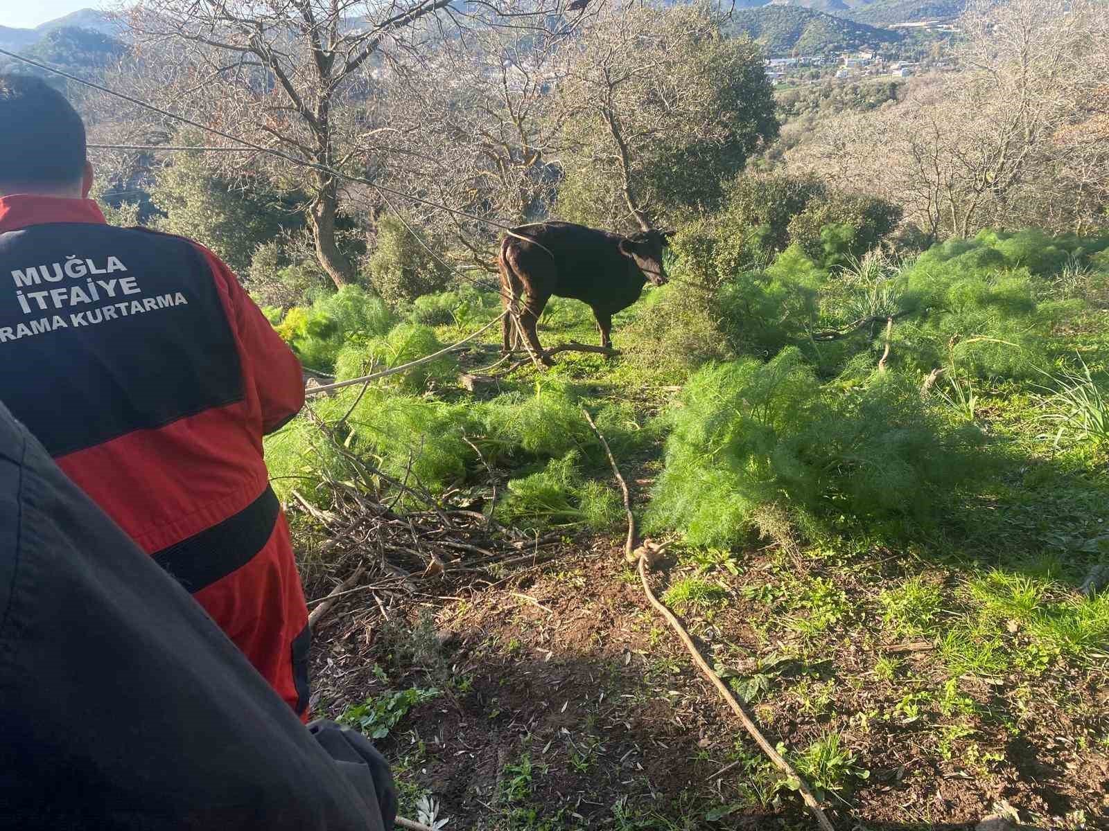 Kuyuya düşen buzağı kurtarıldı
