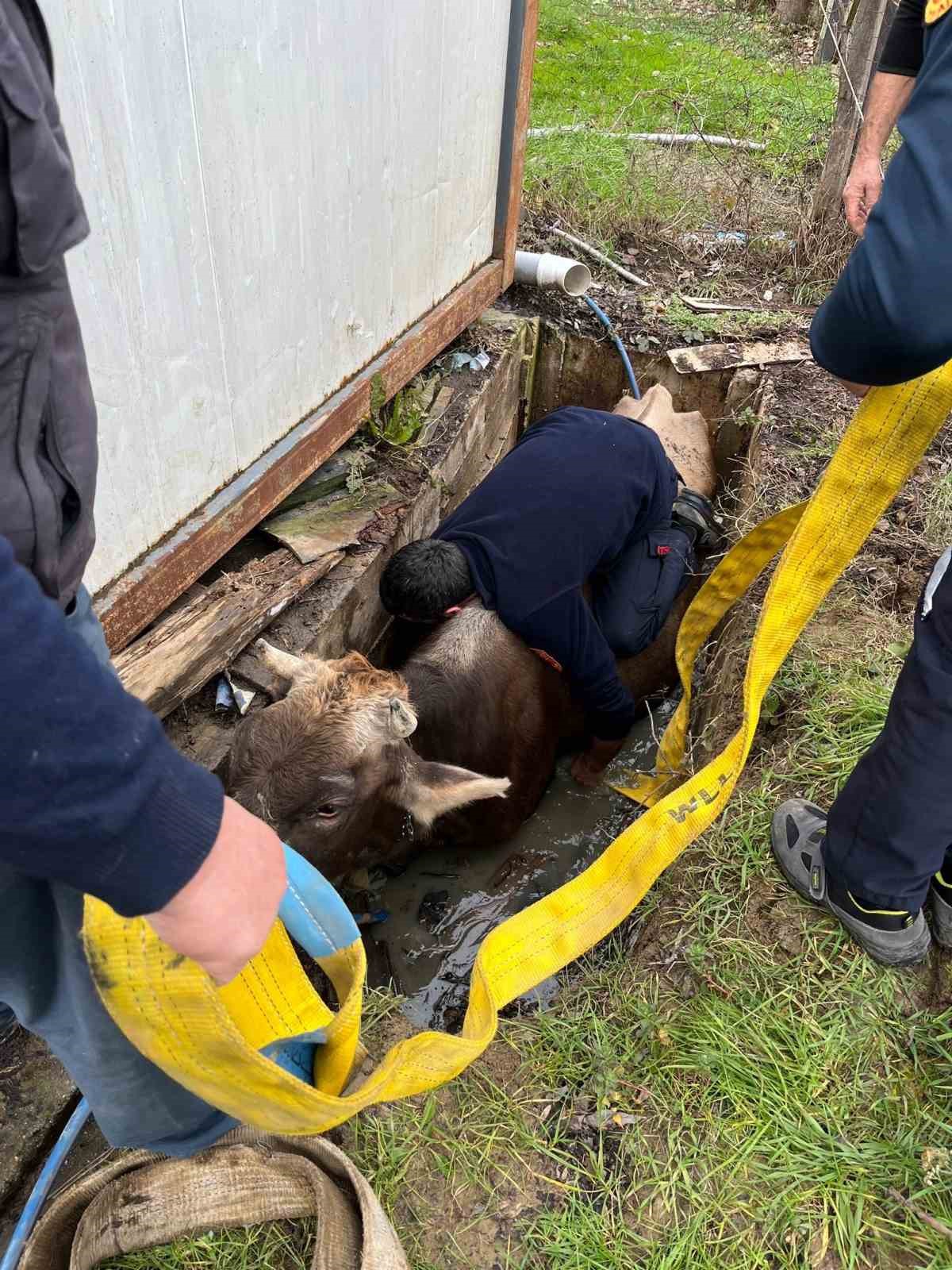 Kuyuya düşen ineği itfaiye kurtardı
