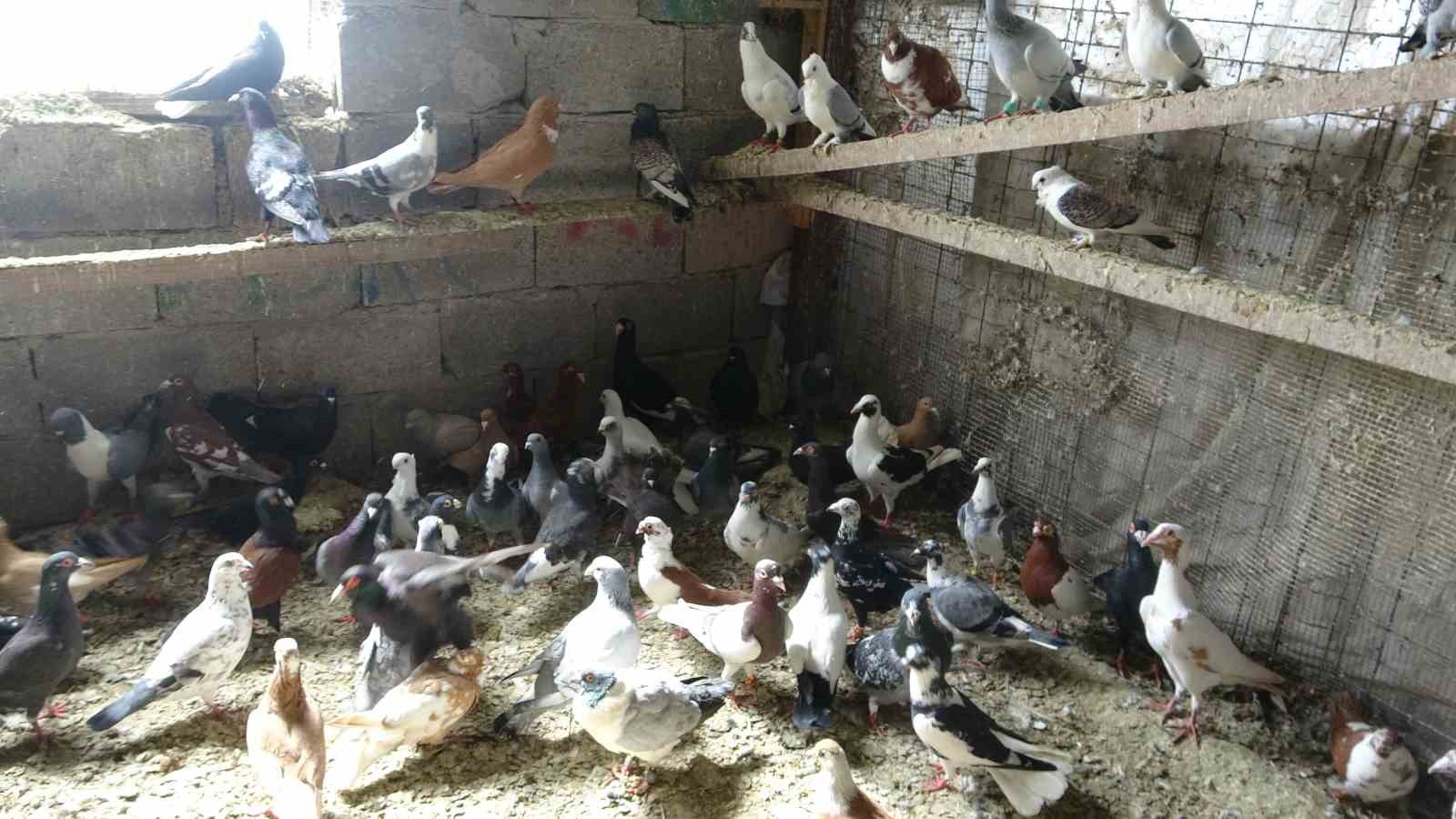 Kuzeninin 7 yaşındayken kendine verdiği güvercinle başlayan hevesini 45 yıldır yaşatıyor
