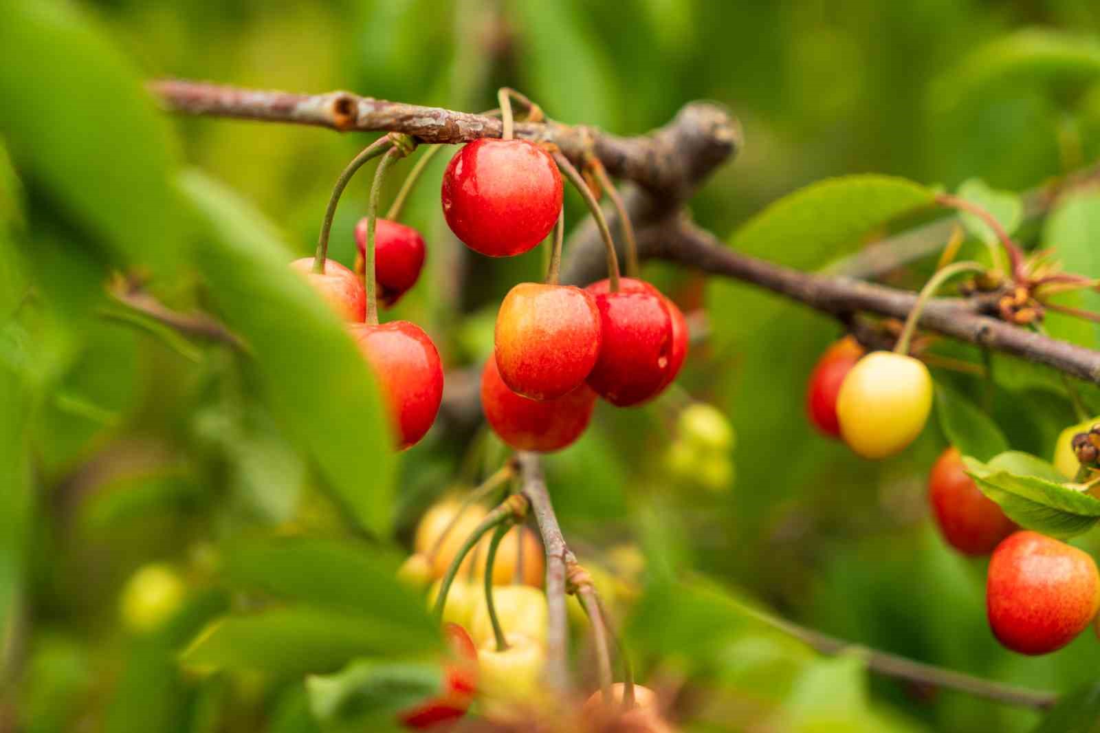 Kuzey yarımkürenin ilk kirazı rekor fiyatla satıldı
