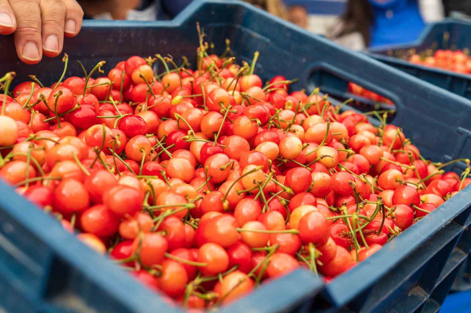 Kuzey yarımkürenin ilk kirazı rekor fiyatla satıldı
