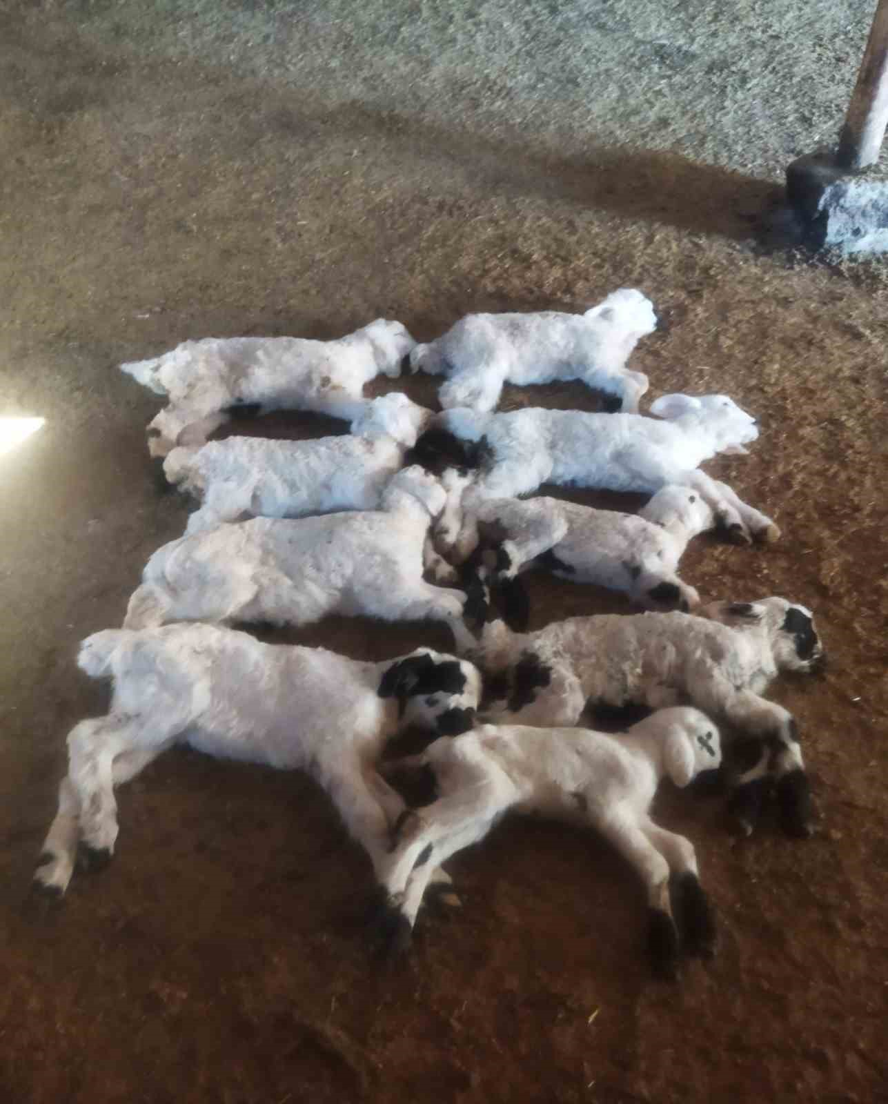 "Kuzu Septisemisi" yeni doğan kuzuları telef ediyor
"Kuzu Septisemisi" yeni doğan kuzuları telef ediyor