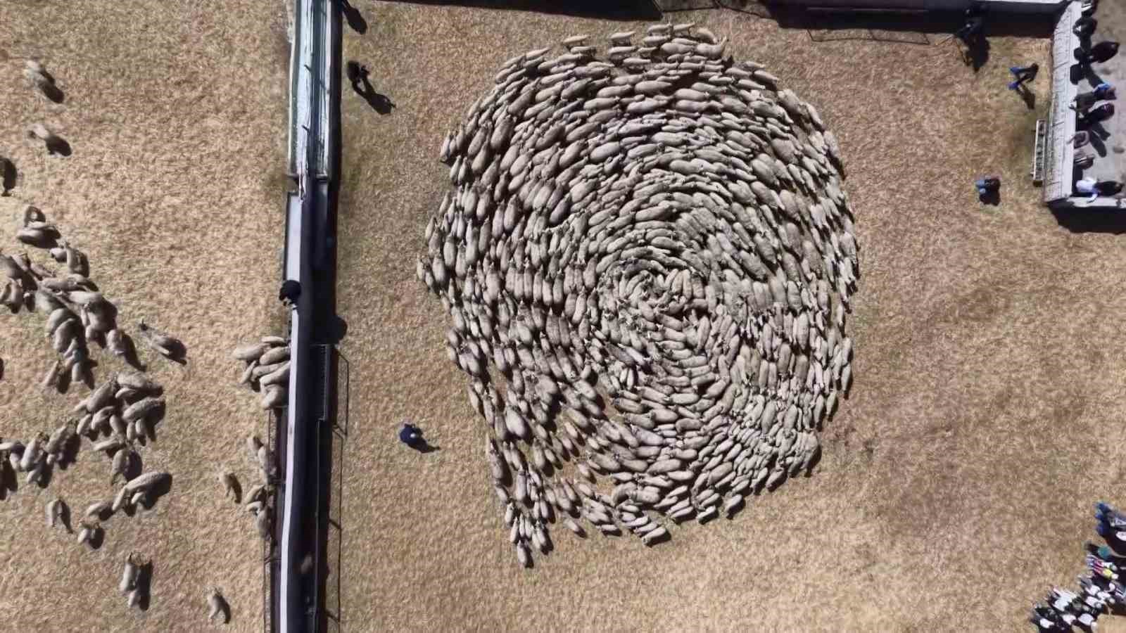 Kuzular anneleriyle buluştu, sevgi yumağı dron kamerasında
