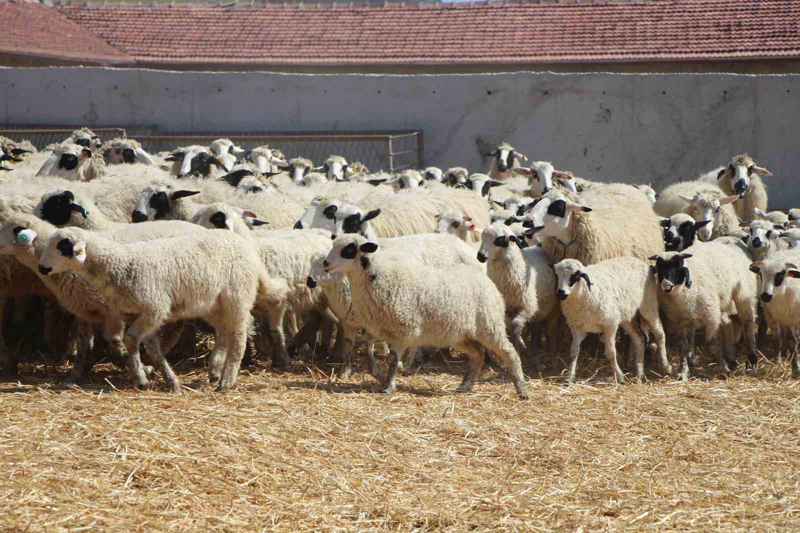 Kuzular anneleriyle buluştu, sevgi yumağı dron kamerasında
