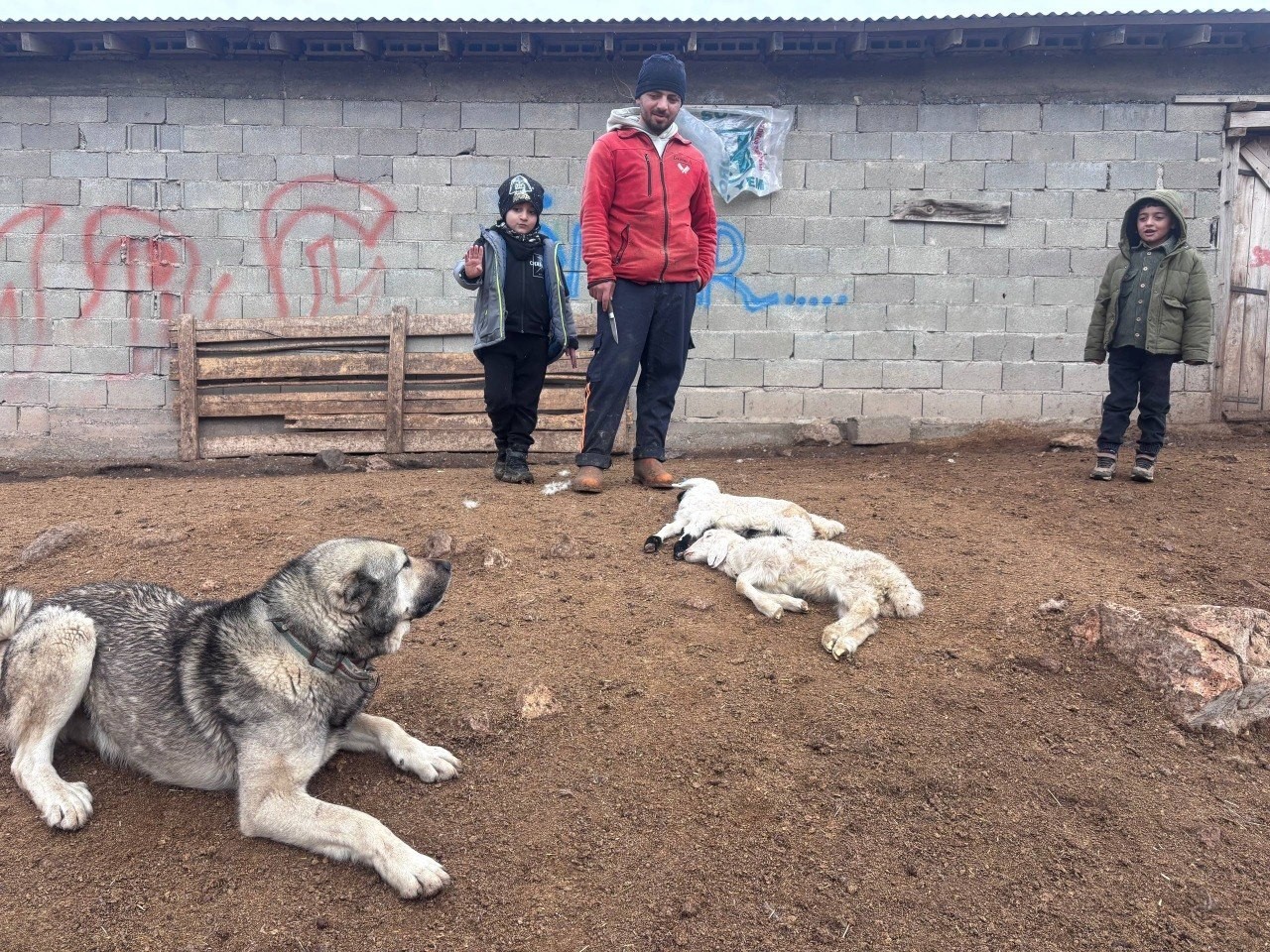Kuzular belirti göstermeden bir anda telef oluyor
Kuzular belirti göstermeden bir anda telef oluyor